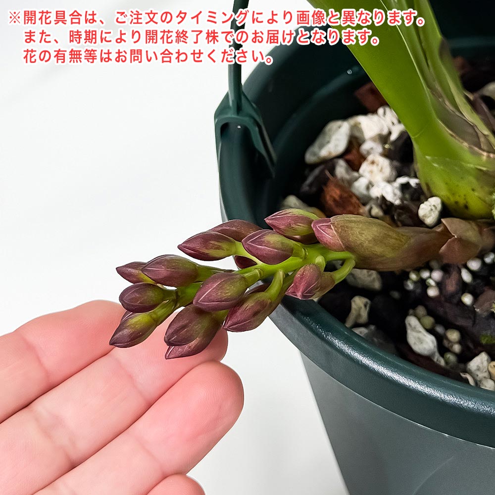 PLANCHU 東洋ラン シンビジウム フォアゴットンフルーツ 6号吊り鉢 育て方説明書付き Cymbidium ‘Forgotten Fruits’ ミツバチラン キンリョウヘン シンビジューム