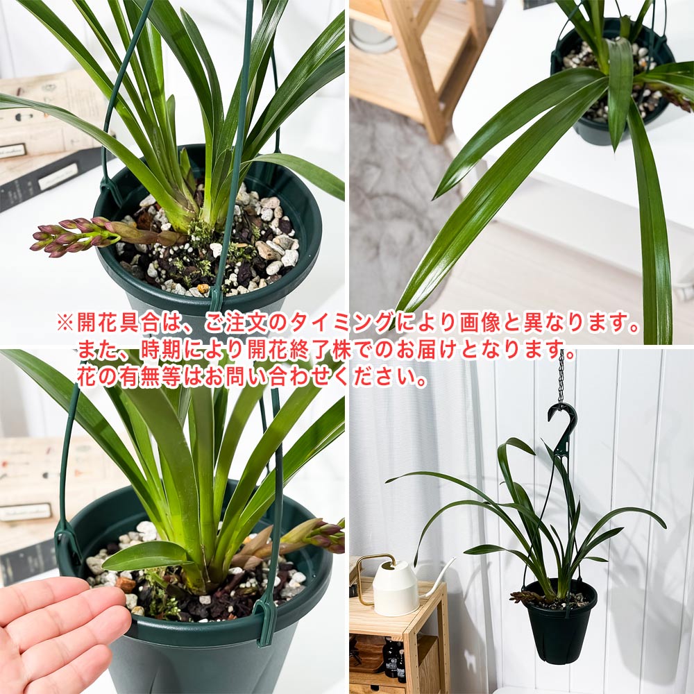 PLANCHU 東洋ラン シンビジウム フォアゴットンフルーツ 6号吊り鉢 育て方説明書付き Cymbidium ‘Forgotten Fruits’ ミツバチラン キンリョウヘン シンビジューム