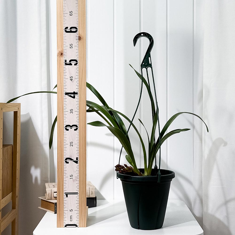 PLANCHU 東洋ラン シンビジウム フォアゴットンフルーツ 6号吊り鉢 育て方説明書付き Cymbidium ‘Forgotten Fruits’ ミツバチラン キンリョウヘン シンビジューム