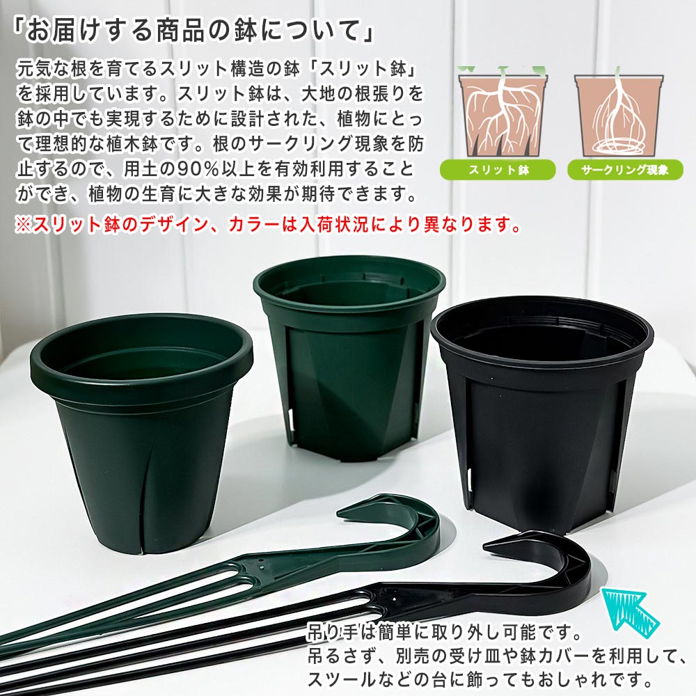 PLANCHU 東洋ラン シンビジウム フォアゴットンフルーツ 6号吊り鉢 育て方説明書付き Cymbidium ‘Forgotten Fruits’ ミツバチラン キンリョウヘン シンビジューム