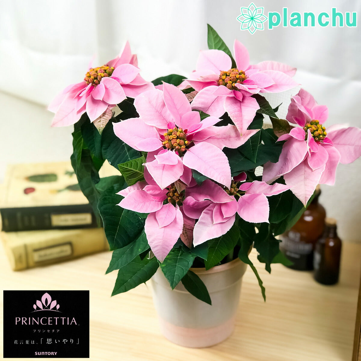 PLANCHU 鉢花 サントリー プリンセチア ピンクホワイト 4号鉢 底面吸水鉢タイプ ポインセチア クリスマス
