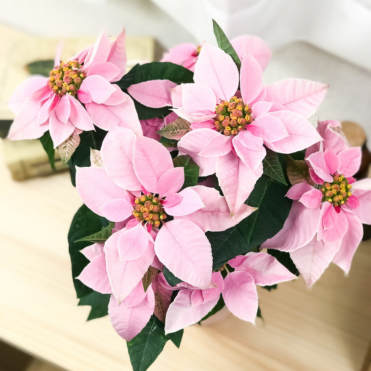 PLANCHU 鉢花 サントリー プリンセチア ピンクホワイト 4号鉢 底面吸水鉢タイプ ポインセチア クリスマス