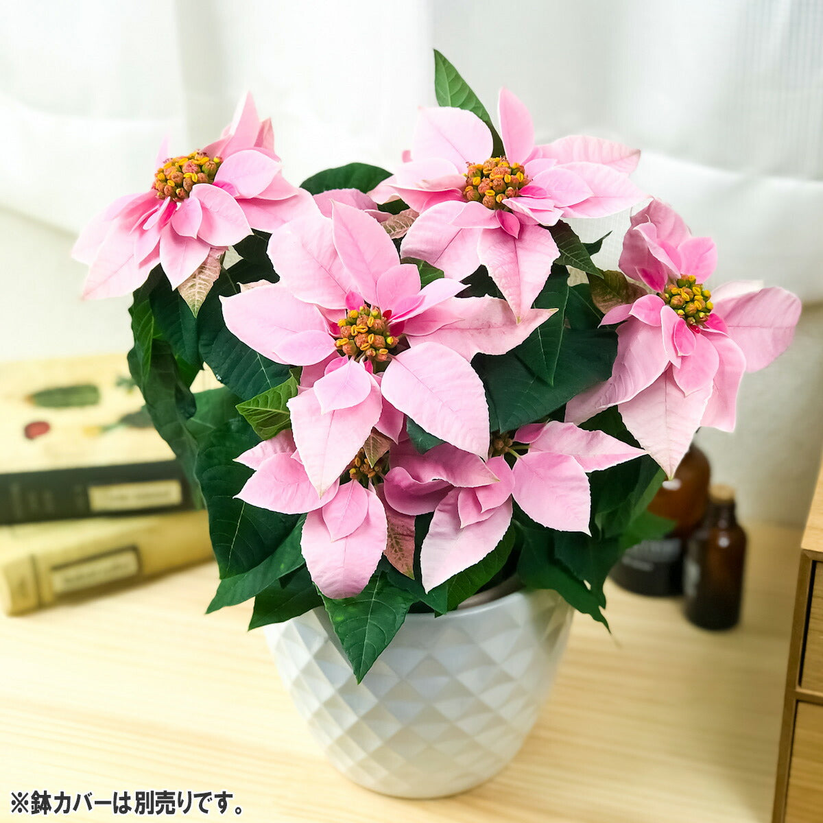 PLANCHU 鉢花 サントリー プリンセチア ピンクホワイト 4号鉢 底面吸水鉢タイプ ポインセチア クリスマス