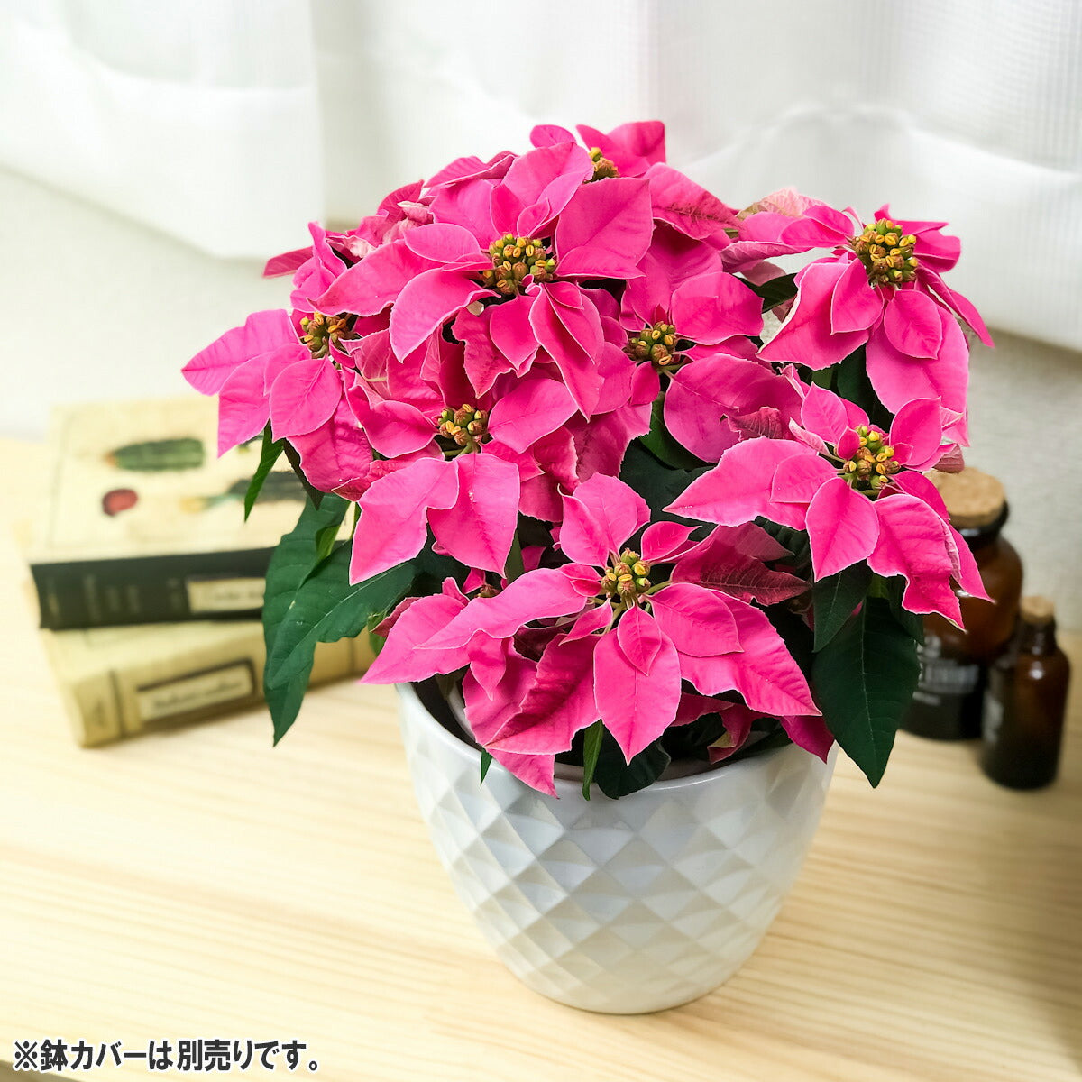 PLANCHU 鉢花 サントリー プリンセチア ホットピンク 4号鉢 底面吸水鉢タイプ ポインセチア クリスマス