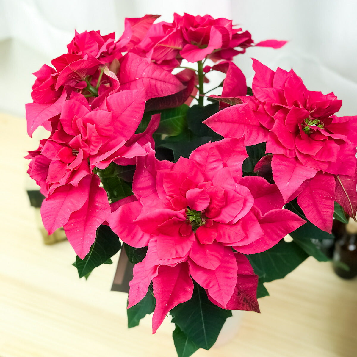 PLANCHU 鉢花 サントリー プリンセチア オペラ 4号鉢 底面吸水鉢タイプ ポインセチア クリスマス