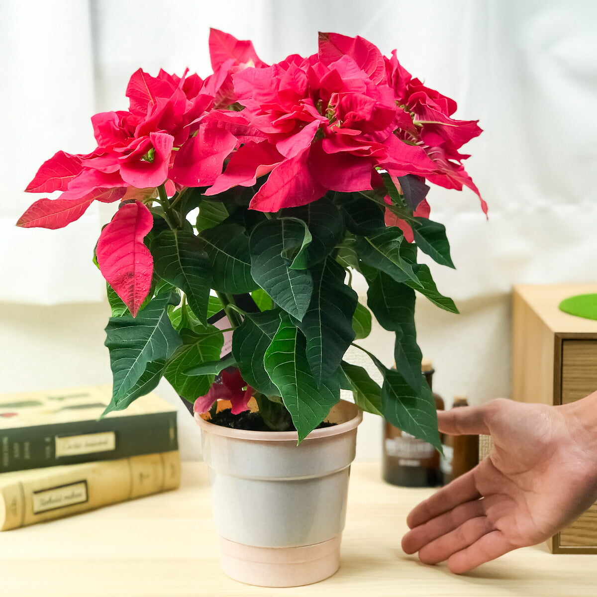 PLANCHU 鉢花 サントリー プリンセチア オペラ 4号鉢 底面吸水鉢タイプ ポインセチア クリスマス