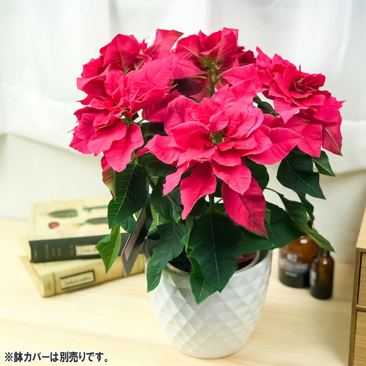PLANCHU 鉢花 サントリー プリンセチア オペラ 4号鉢 底面吸水鉢タイプ ポインセチア クリスマス