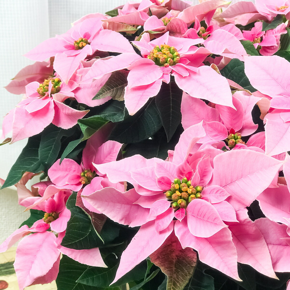 PLANCHU 鉢花 サントリー プリンセチア ピンクホワイト 5号鉢 ポインセチア クリスマス