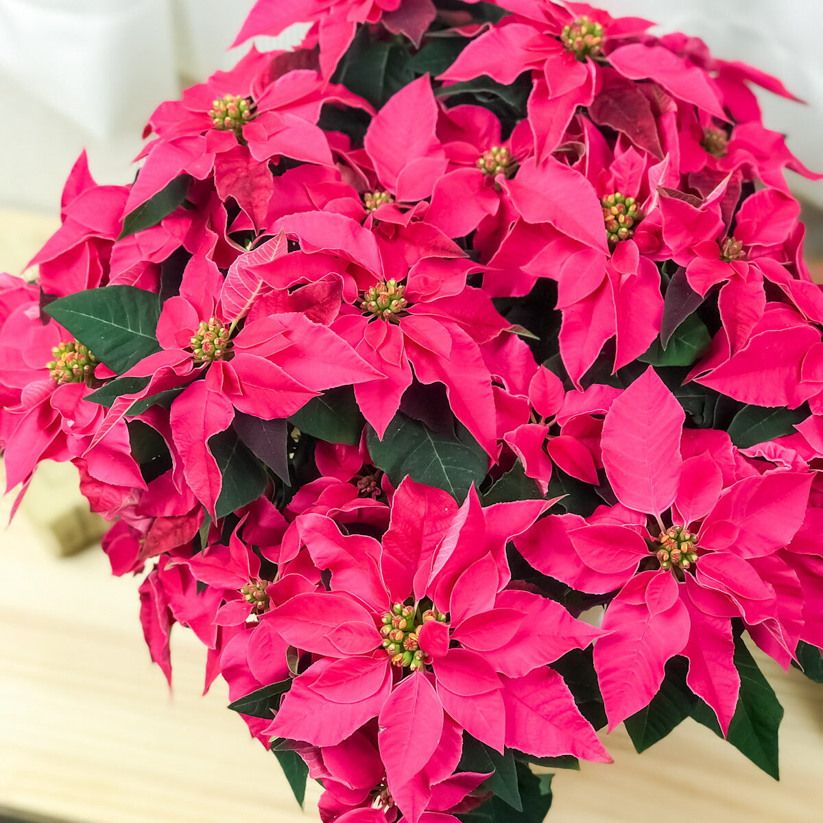PLANCHU 鉢花 サントリー プリンセチア ルージュ 5号鉢 ポインセチア クリスマス
