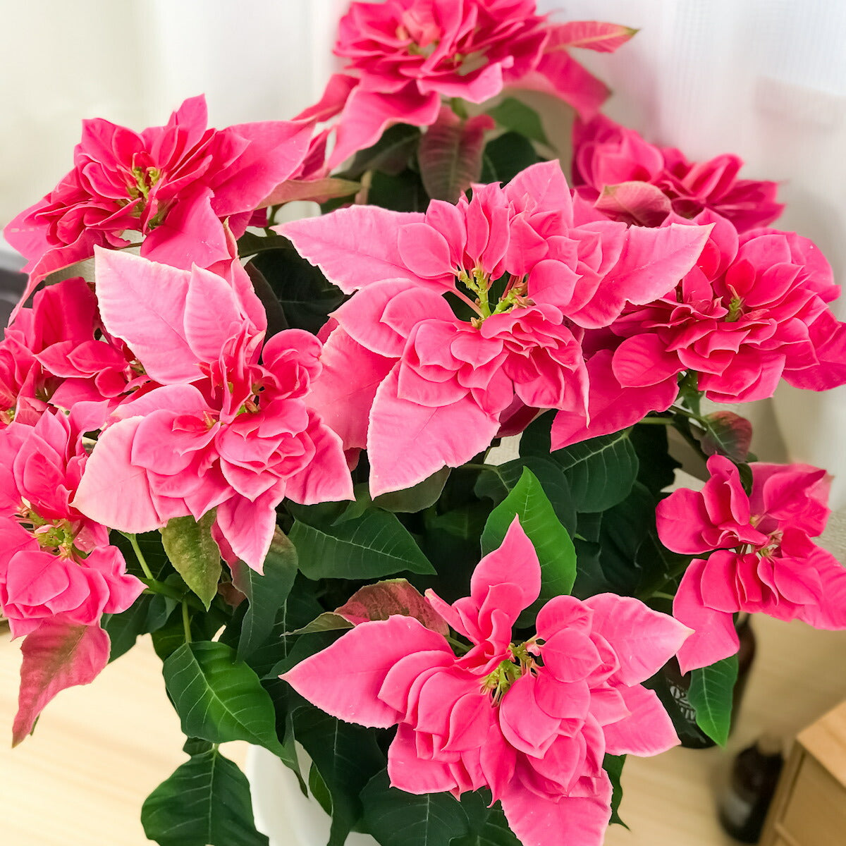PLANCHU 鉢花 サントリー プリンセチア ローザ 6号鉢 受け皿付き ポインセチア クリスマス