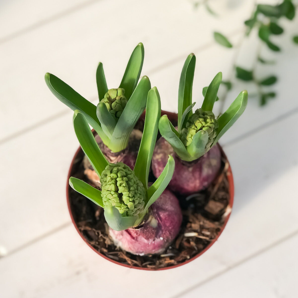 PLANCHU 鉢花 ヒヤシンス 開花株 3球植え トリカラー 赤 白 青 4号鉢 Hyacinthus orientalis