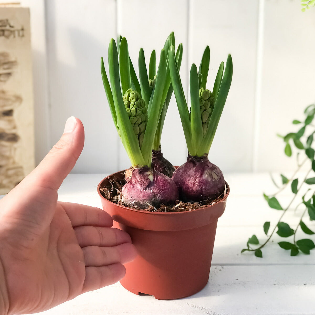 PLANCHU 鉢花 ヒヤシンス 開花株 3球植え トリカラー 赤 白 青 4号鉢 Hyacinthus orientalis