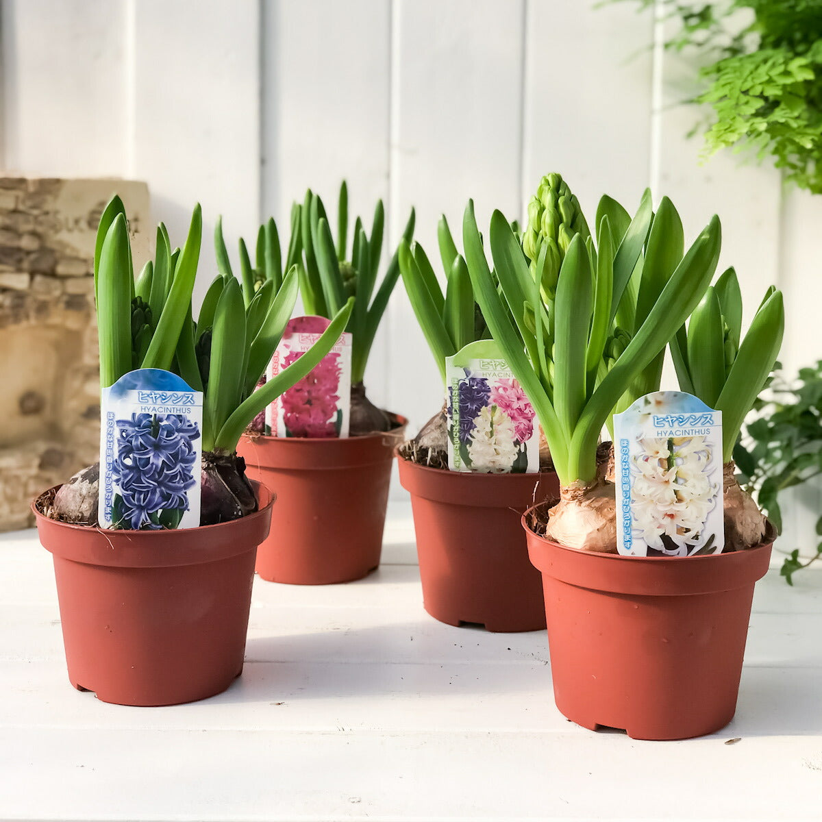 PLANCHU 鉢花 ヒヤシンス 開花株 3球植え トリカラー 赤 白 青 4号鉢 Hyacinthus orientalis