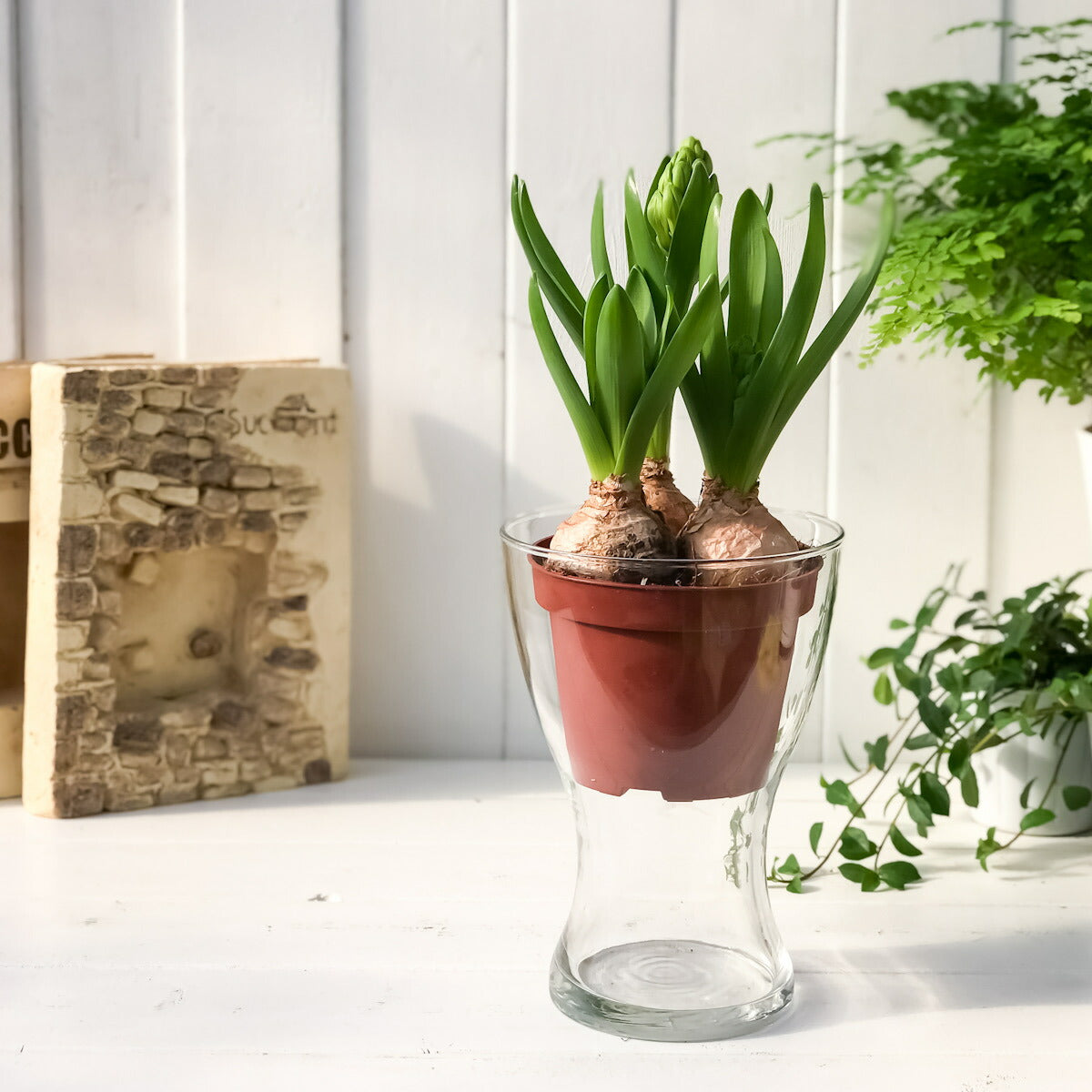 PLANCHU 鉢花 ヒヤシンス 開花株 3球植え トリカラー 赤 白 青 4号鉢 Hyacinthus orientalis