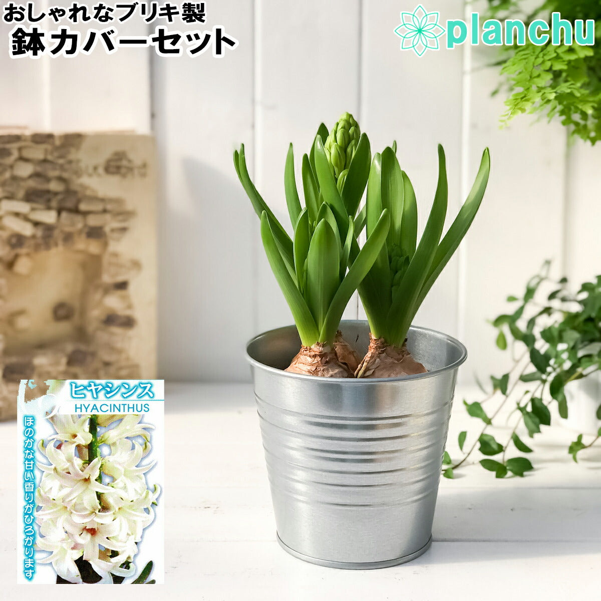 PLANCHU 鉢花 ヒヤシンス 3球植え 白色系 4号鉢 ブリキ製鉢カバー付き