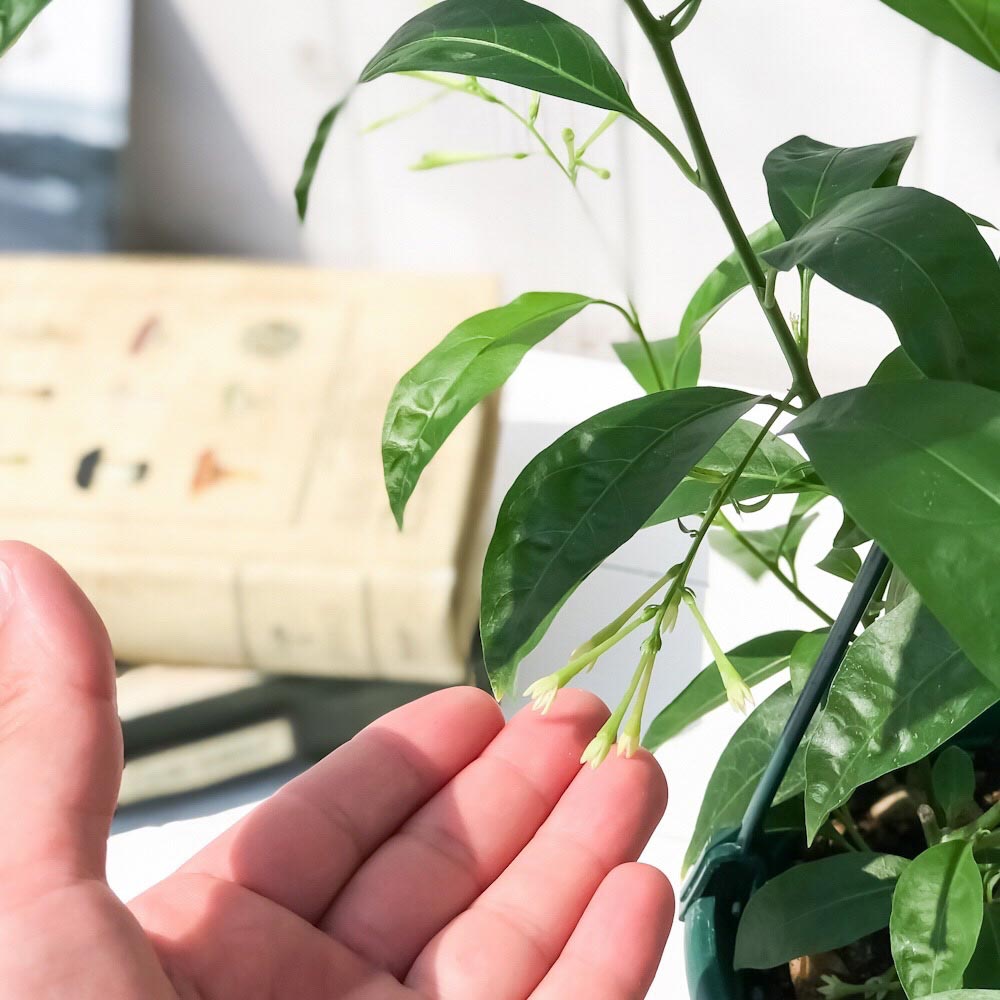 PLANCHU 熱帯花木 ナイトジャスミン 5号吊り鉢 育て方説明書付き 夜香木 ヤコウボク Cestrum nocturnum 観葉植物 鉢花
