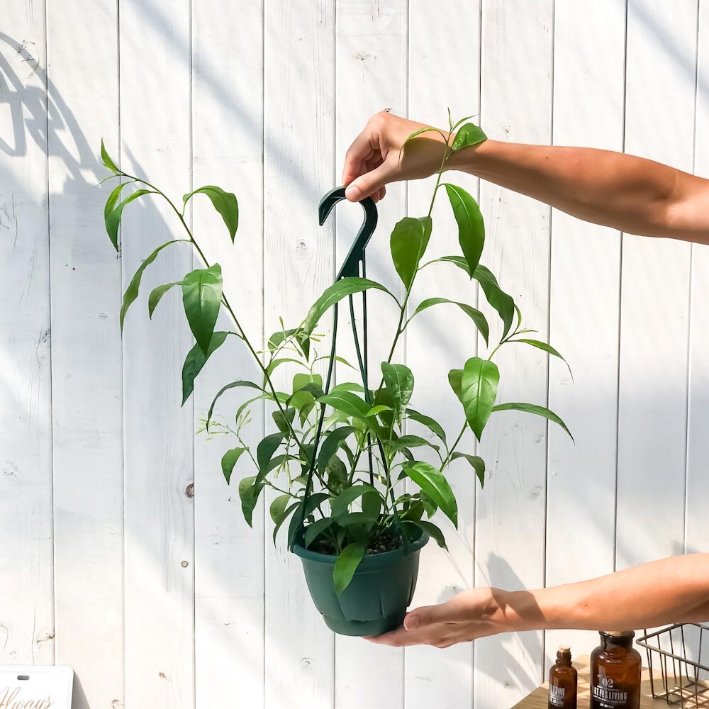 PLANCHU 熱帯花木 ナイトジャスミン 5号吊り鉢 育て方説明書付き 夜香木 ヤコウボク Cestrum nocturnum 観葉植物 鉢花