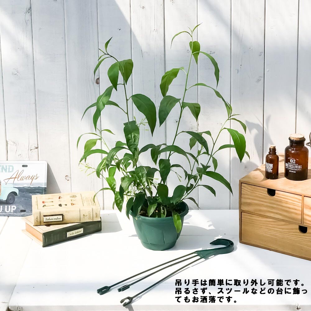 PLANCHU 熱帯花木 ナイトジャスミン 5号吊り鉢 育て方説明書付き 夜香木 ヤコウボク Cestrum nocturnum 観葉植物 鉢花