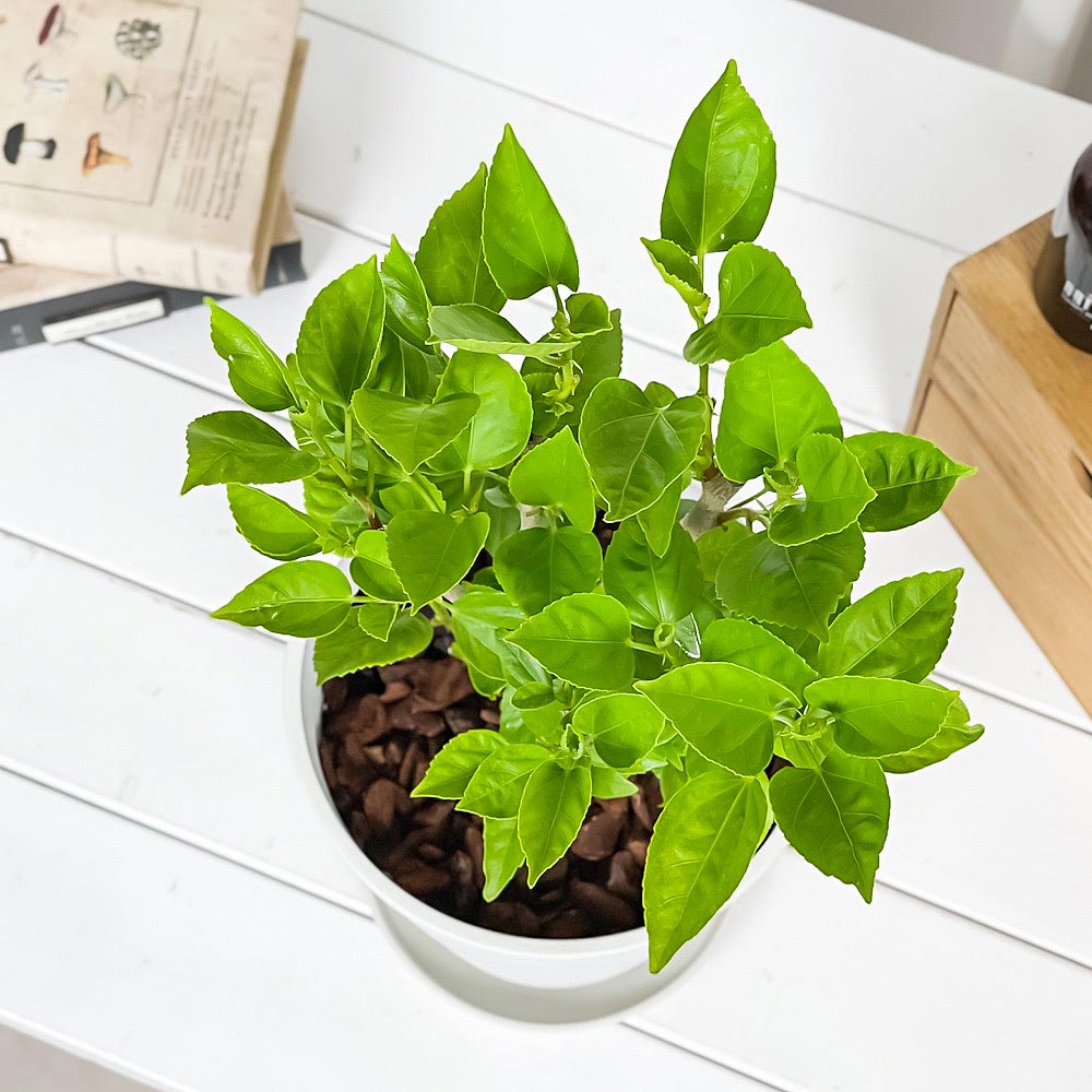 PLANCHU 熱帯花木 ハイビスカス サニーシティー 6号鉢 受け皿付き 育て方説明書付き Hibiscus ‘Sunny Cities’ インドアハイビスカス 鉢花 花 観葉植物 苗