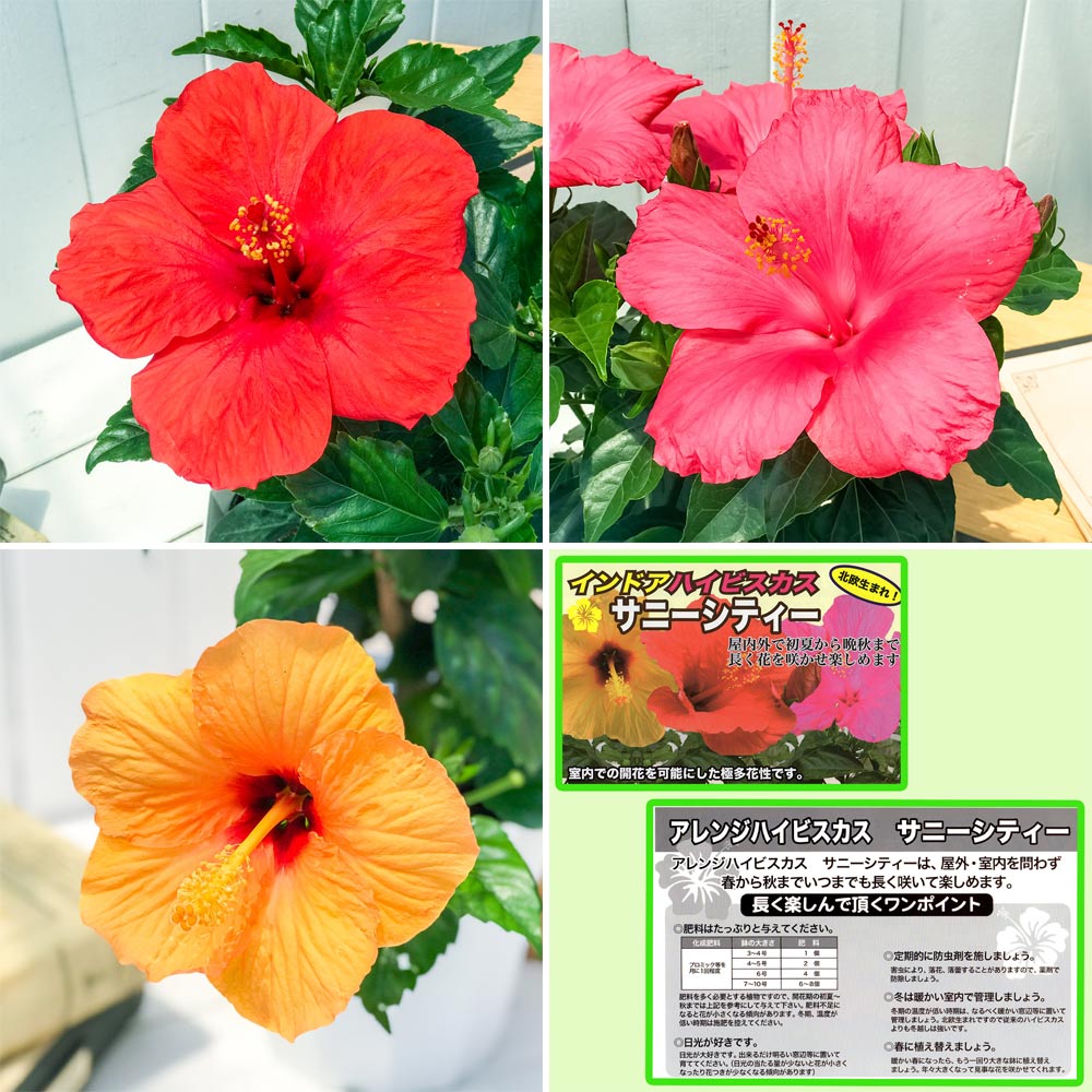 PLANCHU 熱帯花木 ハイビスカス サニーシティー 6号鉢 受け皿付き 育て方説明書付き Hibiscus ‘Sunny Cities’ インドアハイビスカス 鉢花 花 観葉植物 苗