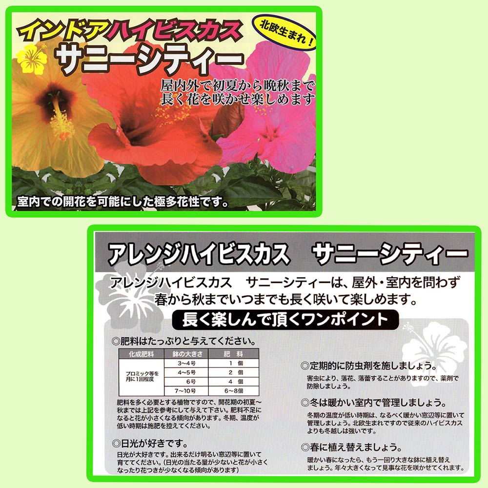 PLANCHU 熱帯花木 ハイビスカス サニーシティー 6号鉢 受け皿付き 育て方説明書付き Hibiscus ‘Sunny Cities’ インドアハイビスカス 鉢花 花 観葉植物 苗