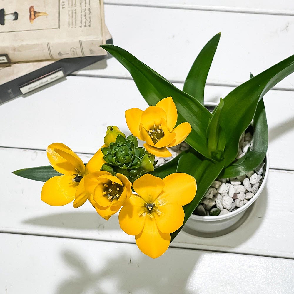 PLANCHU 鉢花 オーニソガラム ビタミンイエロー 4号鉢 受け皿付き 育て方説明書付き Ornithogalum dubium cv. ダビウム ビタミンカラー