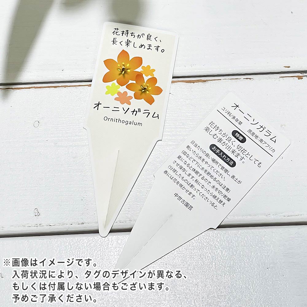 PLANCHU 鉢花 オーニソガラム ビタミンイエロー 4号鉢 受け皿付き 育て方説明書付き Ornithogalum dubium cv. ダビウム ビタミンカラー