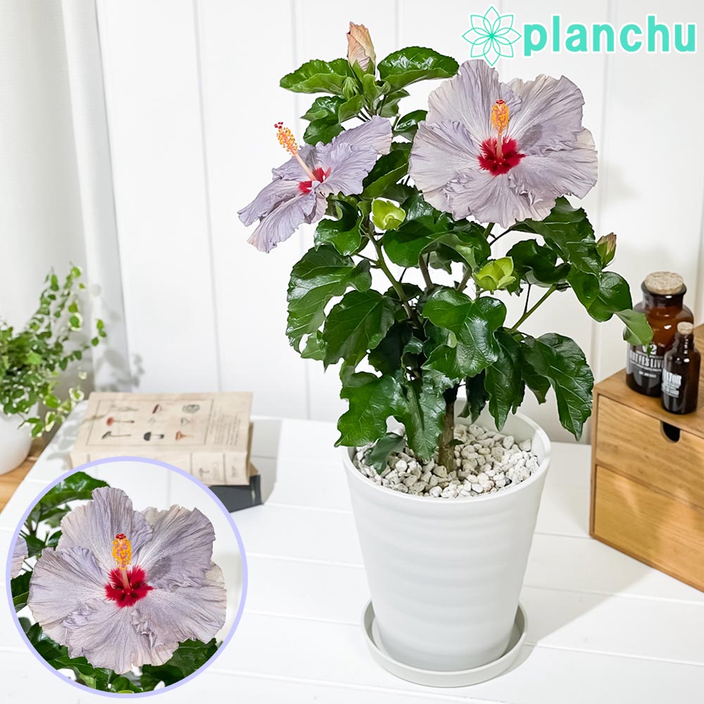 PLANCHU 熱帯花木 ハイビスカス デニムブルー 6号鉢 受け皿付き 育て方説明書付き PVP Hibiscus ‘Denim Blue’ 鉢花 花 観葉植物 苗