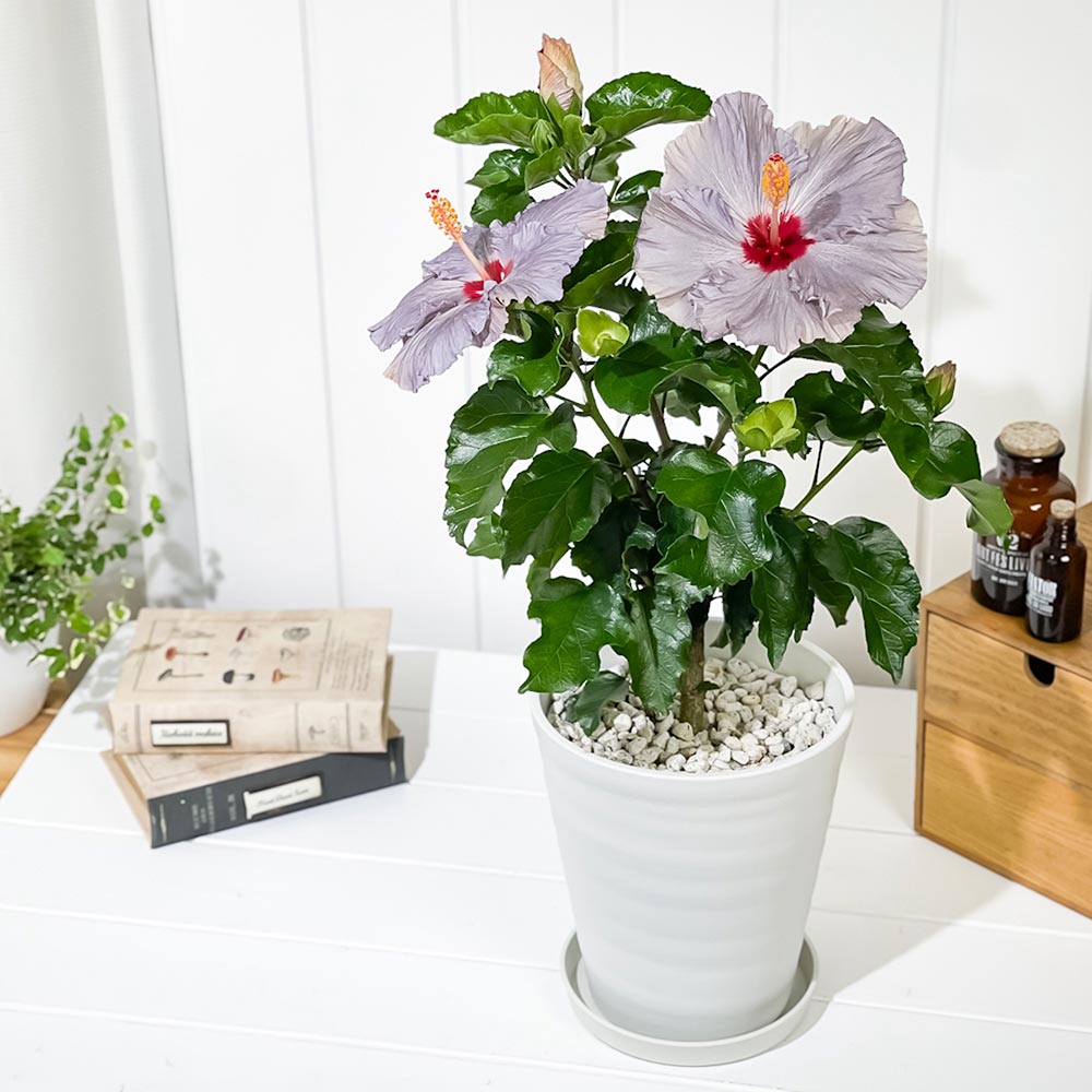 PLANCHU 熱帯花木 ハイビスカス デニムブルー 6号鉢 受け皿付き 育て方説明書付き PVP Hibiscus ‘Denim Blue’ 鉢花 花 観葉植物 苗