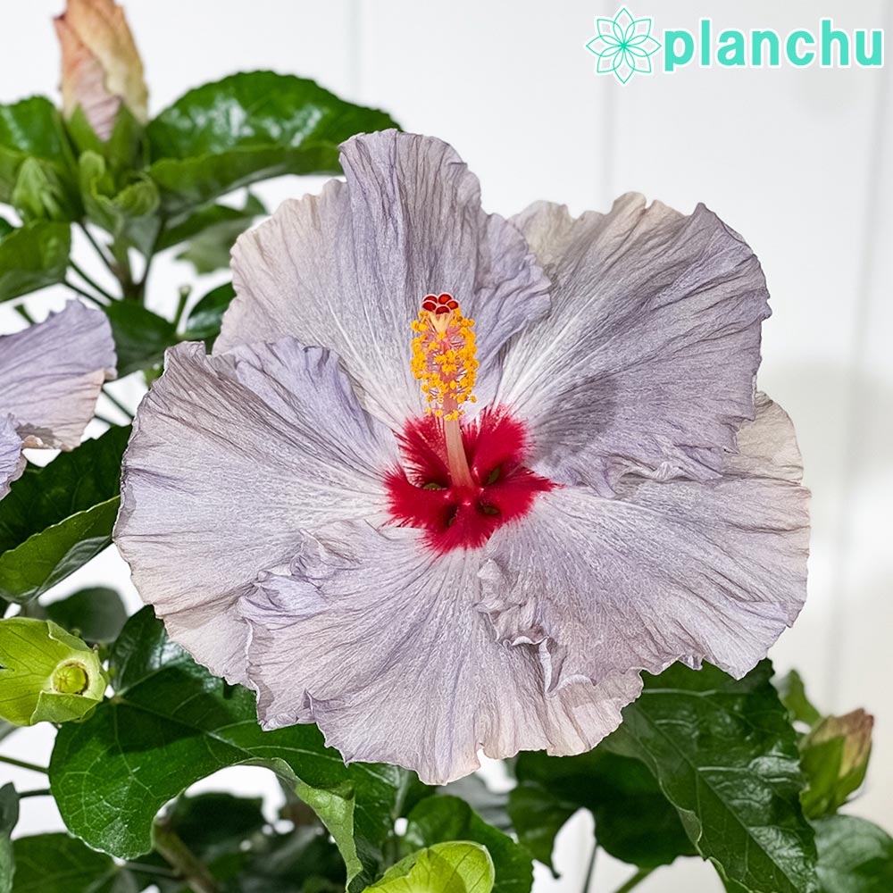 PLANCHU 熱帯花木 ハイビスカス デニムブルー 6号鉢 受け皿付き 育て方説明書付き PVP Hibiscus ‘Denim Blue’ 鉢花 花 観葉植物 苗