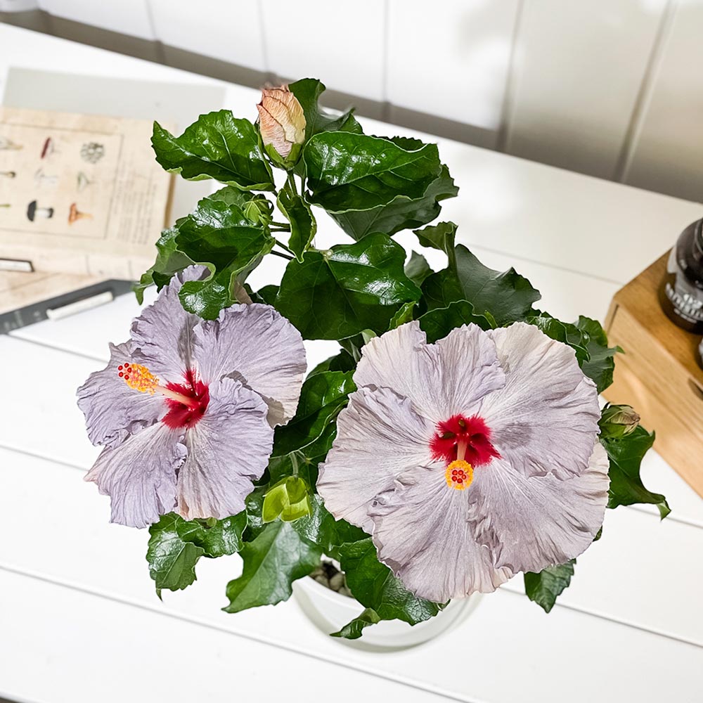 PLANCHU 熱帯花木 ハイビスカス デニムブルー 6号鉢 受け皿付き 育て方説明書付き PVP Hibiscus ‘Denim Blue’ 鉢花 花 観葉植物 苗