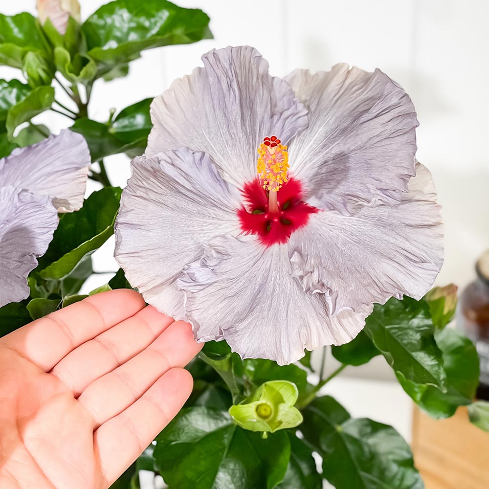 PLANCHU 熱帯花木 ハイビスカス デニムブルー 6号鉢 受け皿付き 育て方説明書付き PVP Hibiscus ‘Denim Blue’ 鉢花 花 観葉植物 苗