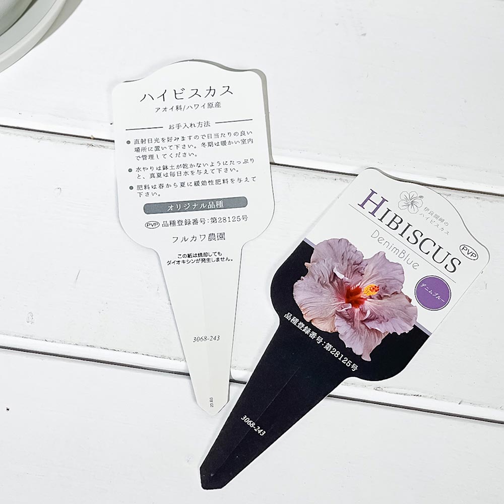 PLANCHU 熱帯花木 ハイビスカス デニムブルー 6号鉢 受け皿付き 育て方説明書付き PVP Hibiscus ‘Denim Blue’ 鉢花 花 観葉植物 苗