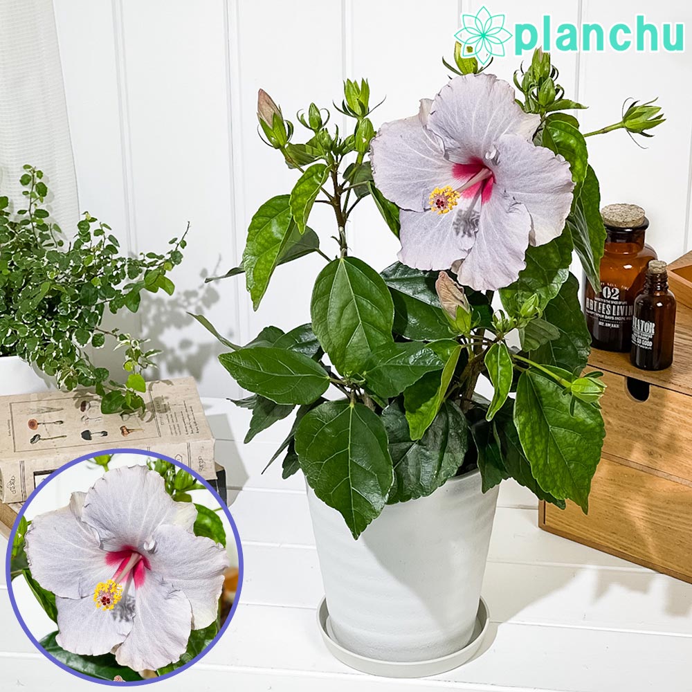 PLANCHU 熱帯花木 ハイビスカス ニューロングライフ ケイト 5号鉢