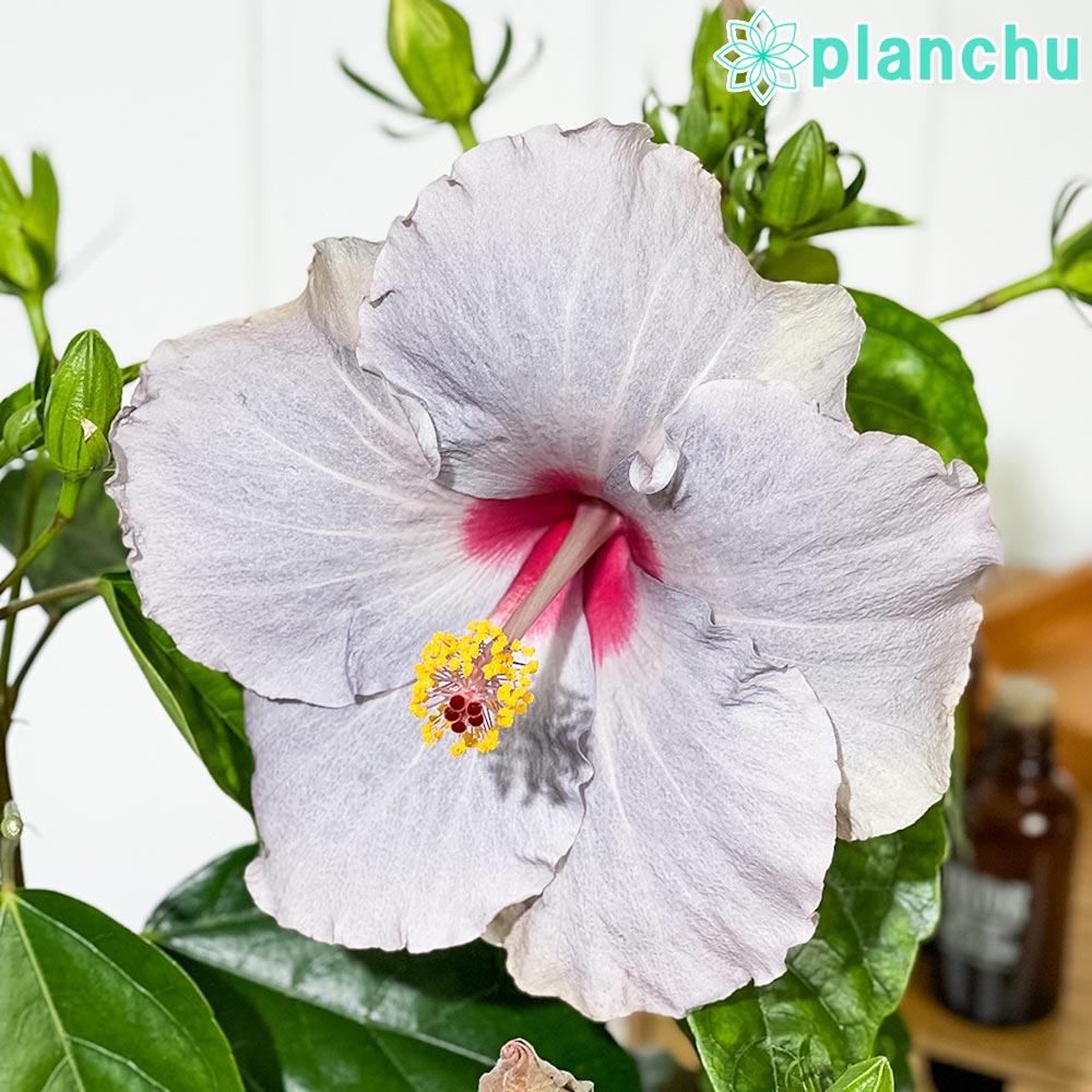 PLANCHU 熱帯花木 ハイビスカス ニューロングライフ ケイト 5号鉢 受け皿付き 育て方説明書付き PVP Hibiscus cv. 鉢花 花 観葉植物 苗