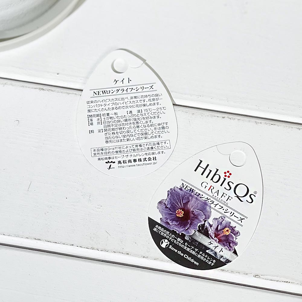 PLANCHU 熱帯花木 ハイビスカス ニューロングライフ ケイト 5号鉢 受け皿付き 育て方説明書付き PVP Hibiscus cv. 鉢花 花 観葉植物 苗