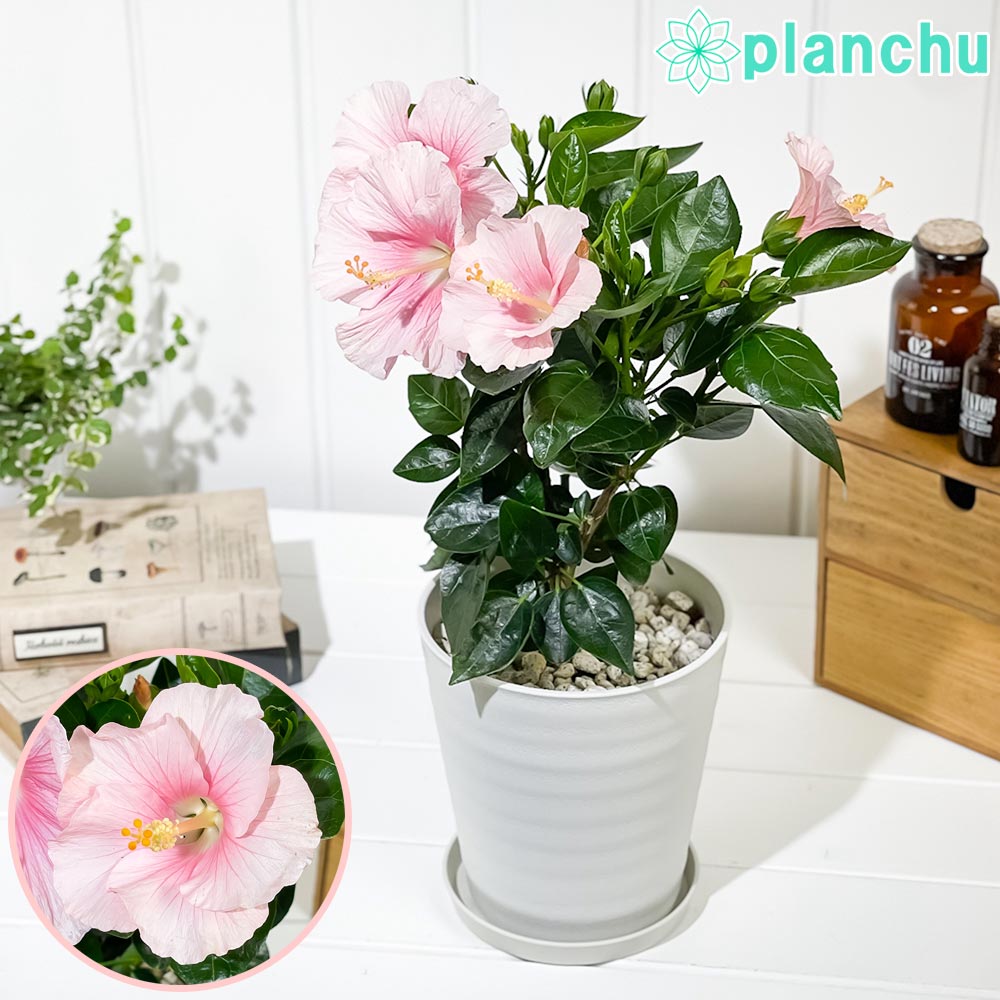 PLANCHU 熱帯花木 ハイビスカス ニューロングライフ サブリナ 5号鉢