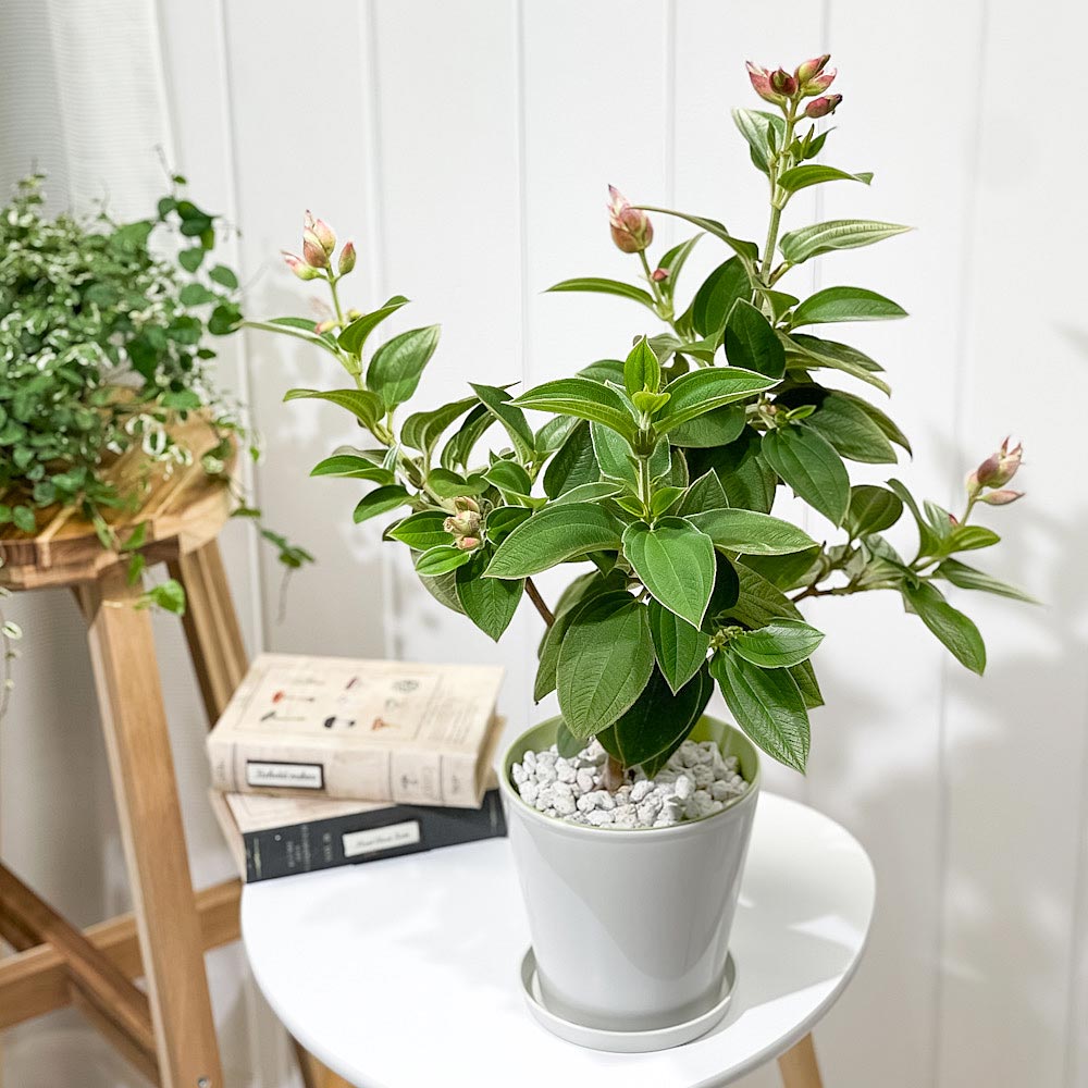 PLANCHU 熱帯花木 シコンノボタン 5号鉢 受け皿付き 育て方説明書付き Tibouchina urvilleana ティボウキナ 観葉植物 鉢花 花