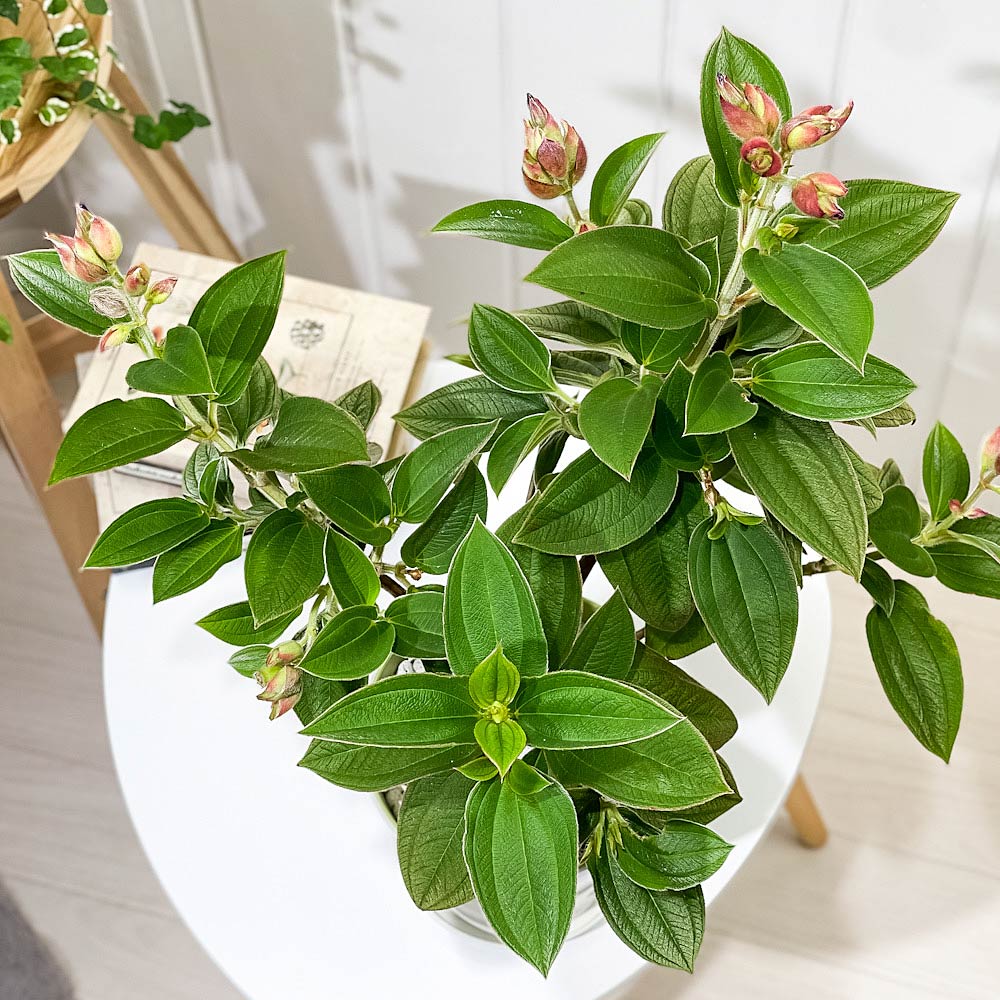 PLANCHU 熱帯花木 シコンノボタン 5号鉢 受け皿付き 育て方説明書付き Tibouchina urvilleana ティボウキナ 観葉植物 鉢花 花