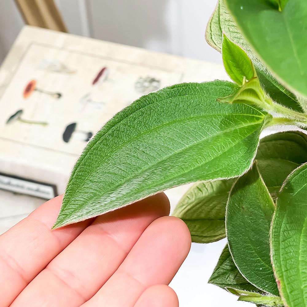 PLANCHU 熱帯花木 シコンノボタン 5号鉢 受け皿付き 育て方説明書付き Tibouchina urvilleana ティボウキナ 観葉植物 鉢花 花