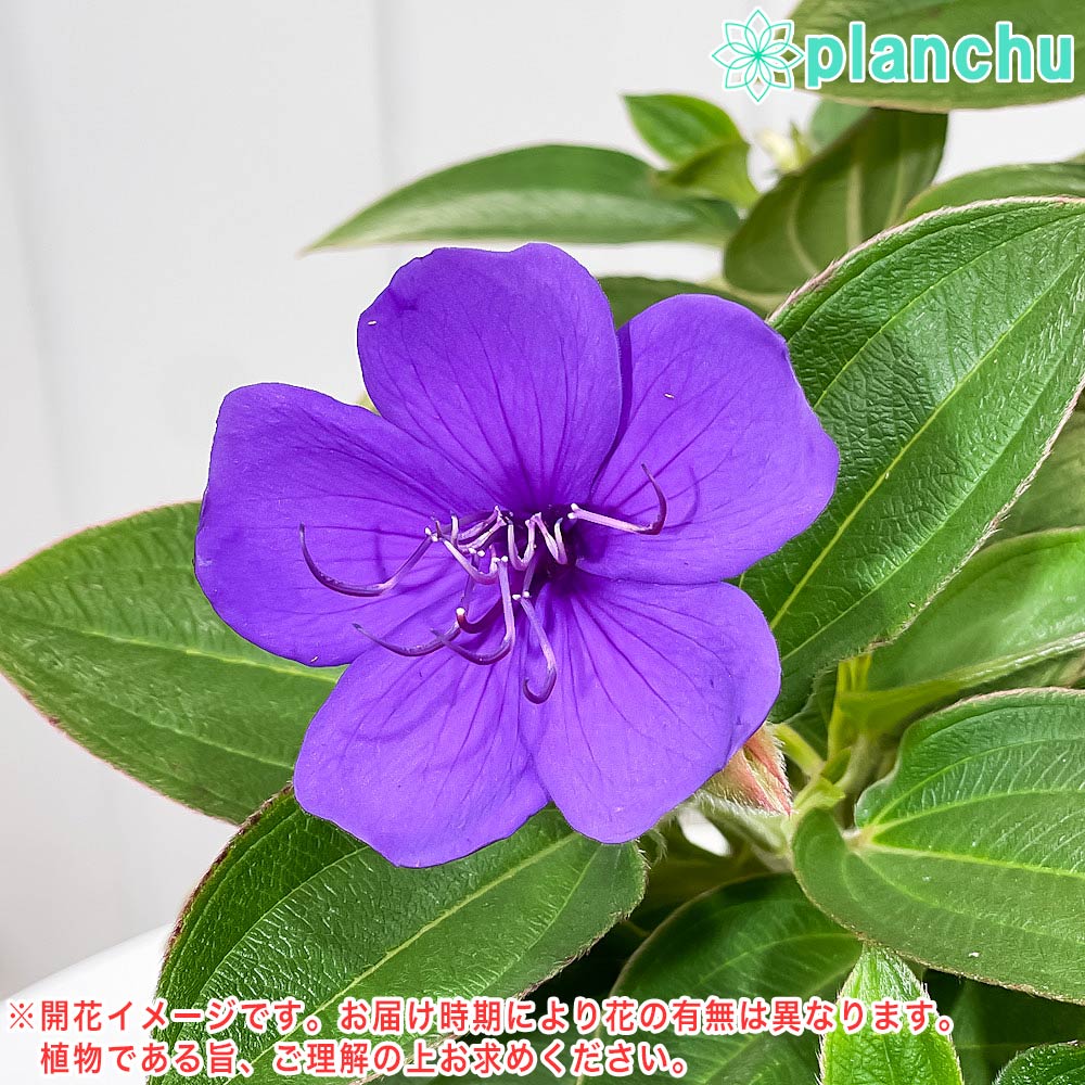 PLANCHU 熱帯花木 シコンノボタン 5号鉢 受け皿付き 育て方説明書付き Tibouchina urvilleana ティボウキナ 観葉植物 鉢花 花