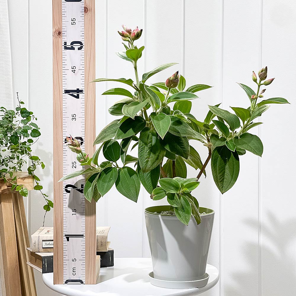 PLANCHU 熱帯花木 シコンノボタン 5号鉢 受け皿付き 育て方説明書付き Tibouchina urvilleana ティボウキナ 観葉植物 鉢花 花