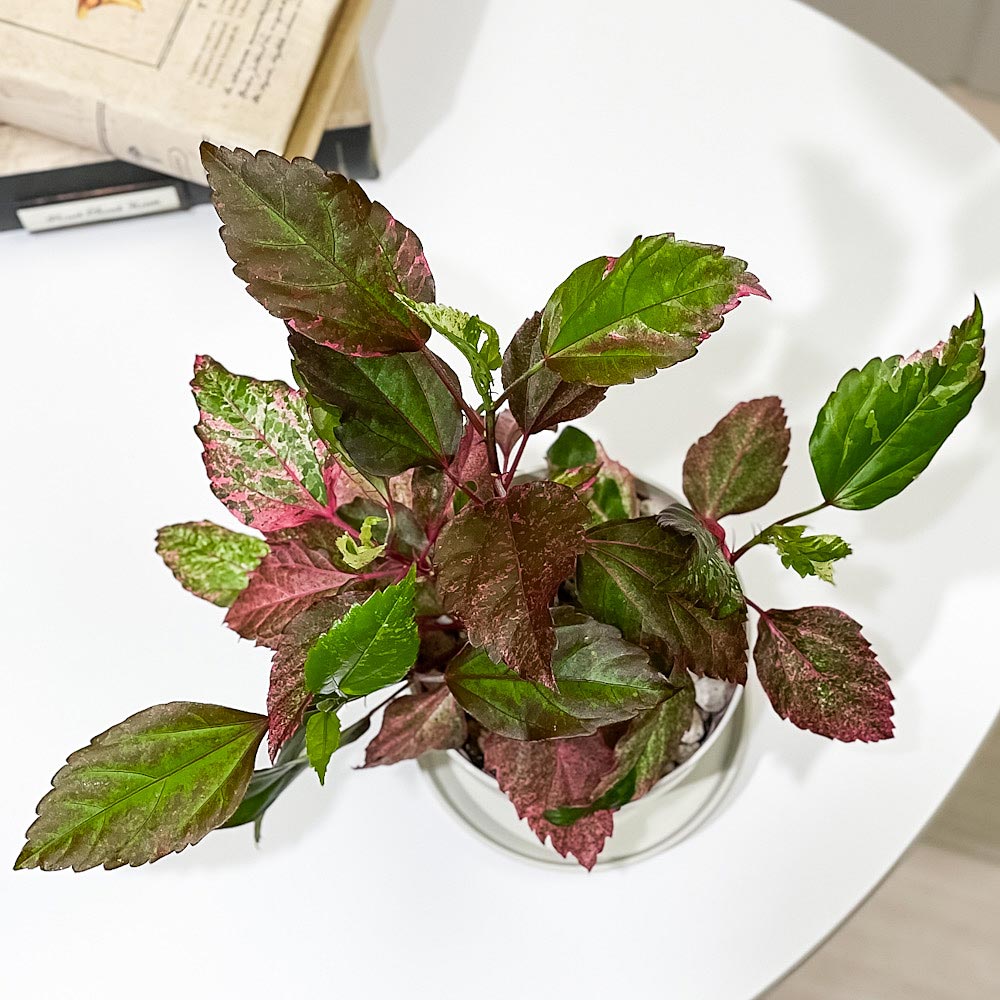 PLANCHU 熱帯花木 ハイビスカス レッドロコ 3.5号鉢 受け皿付き 育て方説明書付き Hibiscus cv. 斑入り 鉢花 花 観葉植物 苗