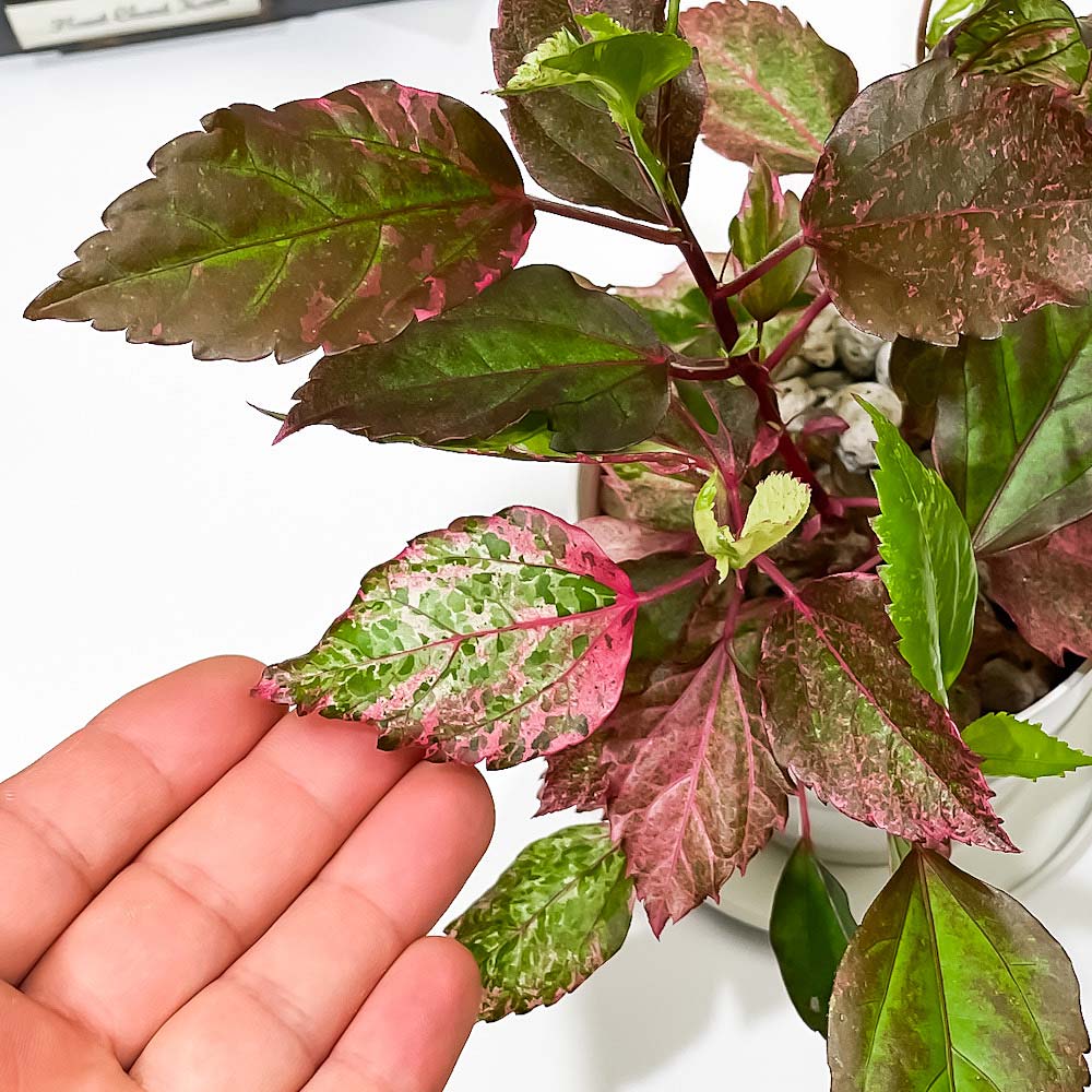 PLANCHU 熱帯花木 ハイビスカス レッドロコ 3.5号鉢 受け皿付き 育て方説明書付き Hibiscus cv. 斑入り 鉢花 花 観葉植物 苗
