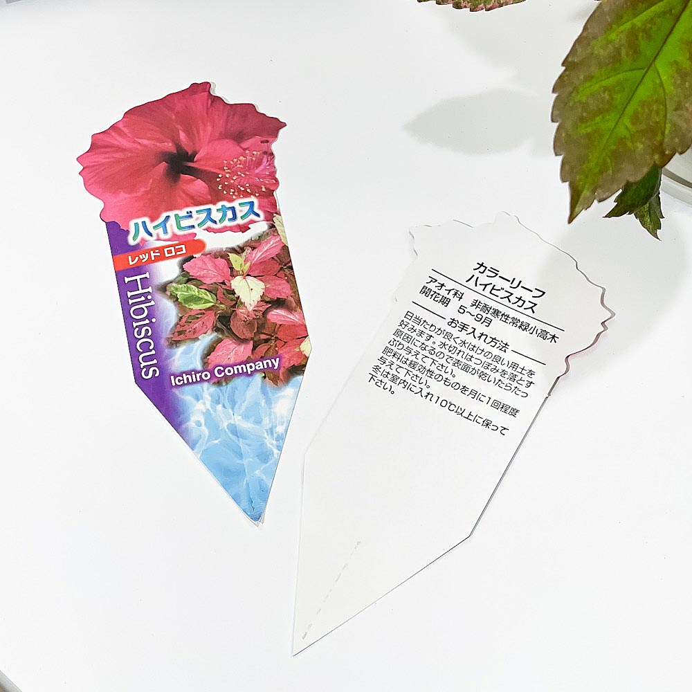 PLANCHU 熱帯花木 ハイビスカス レッドロコ 3.5号鉢 受け皿付き 育て方説明書付き Hibiscus cv. 斑入り 鉢花 花 観葉植物 苗
