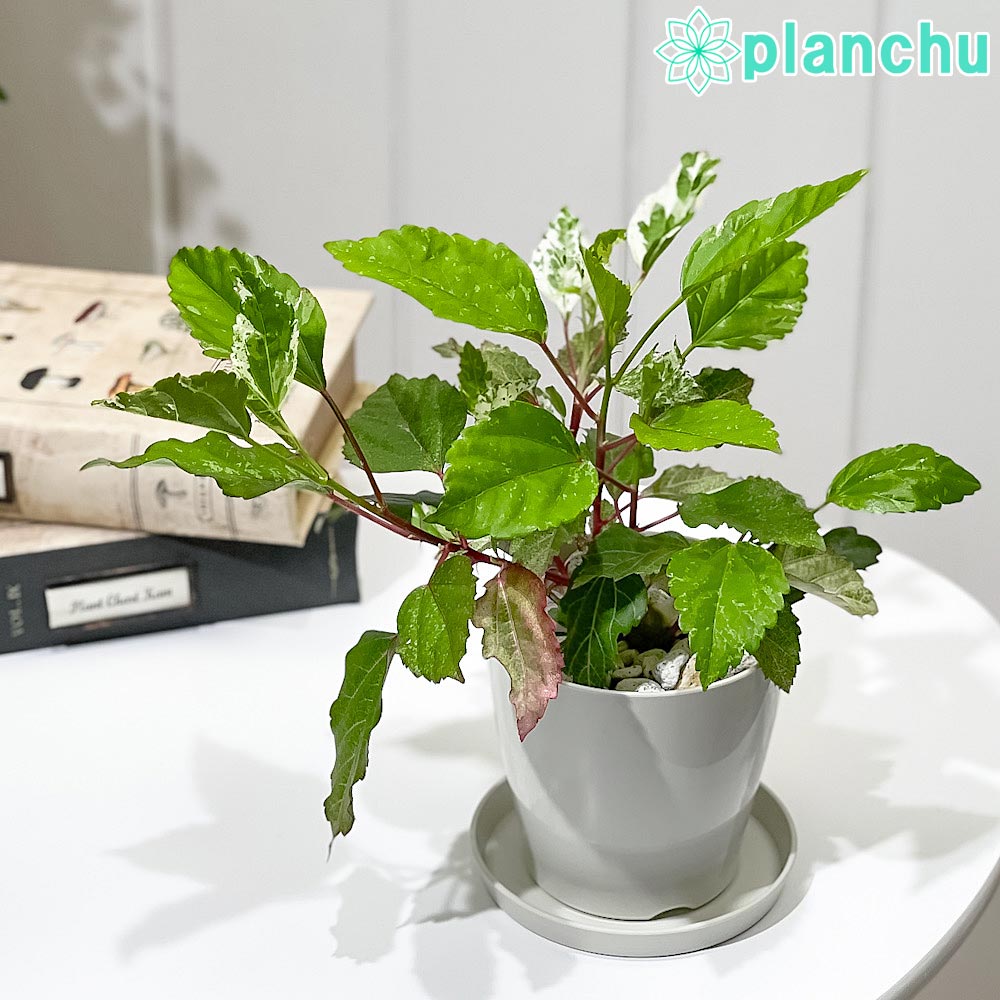 PLANCHU 熱帯花木 ハイビスカス ホワイトロコ 3.5号鉢 受け皿付き 育て方説明書付き PVP Hibiscus cv. 斑入り 鉢花 花 観葉植物 苗