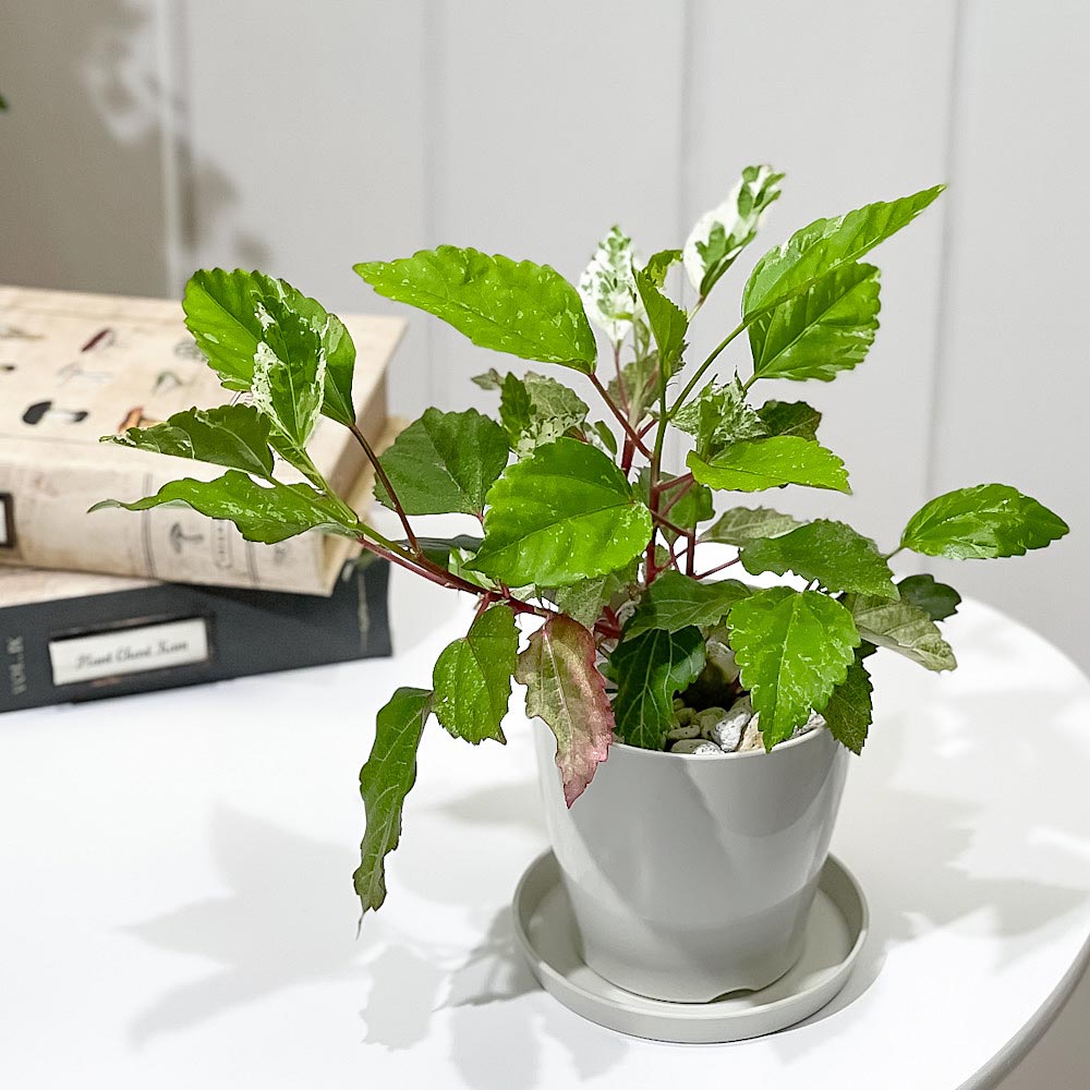PLANCHU 熱帯花木 ハイビスカス ホワイトロコ 3.5号鉢 受け皿付き 育て方説明書付き PVP Hibiscus cv. 斑入り 鉢花 花 観葉植物 苗