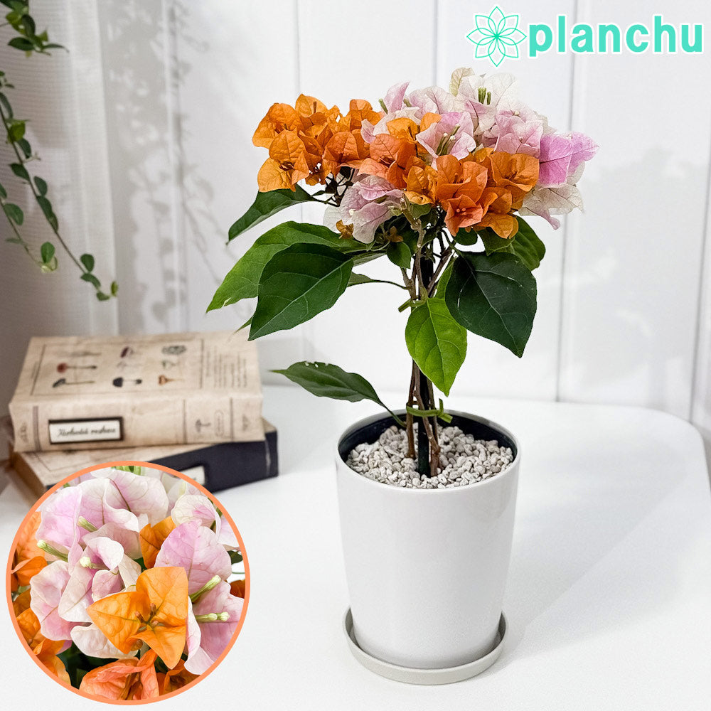 こむぎ ブーゲンビリア斑入りオレンジ PLANCHU 熱帯花木 ブーゲンビレア オレンジパフェ ブーケ仕立て
