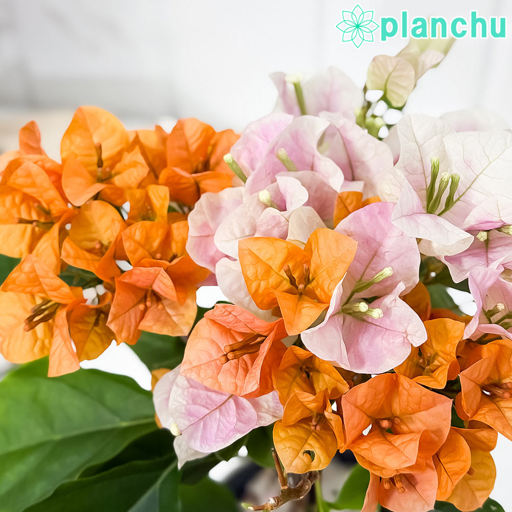 PLANCHU 熱帯花木 ブーゲンビレア オレンジパフェ ブーケ仕立て 4号鉢 受け皿付き 育て方説明書付き PVP Bougainvillea cv. 鉢花 観葉植物