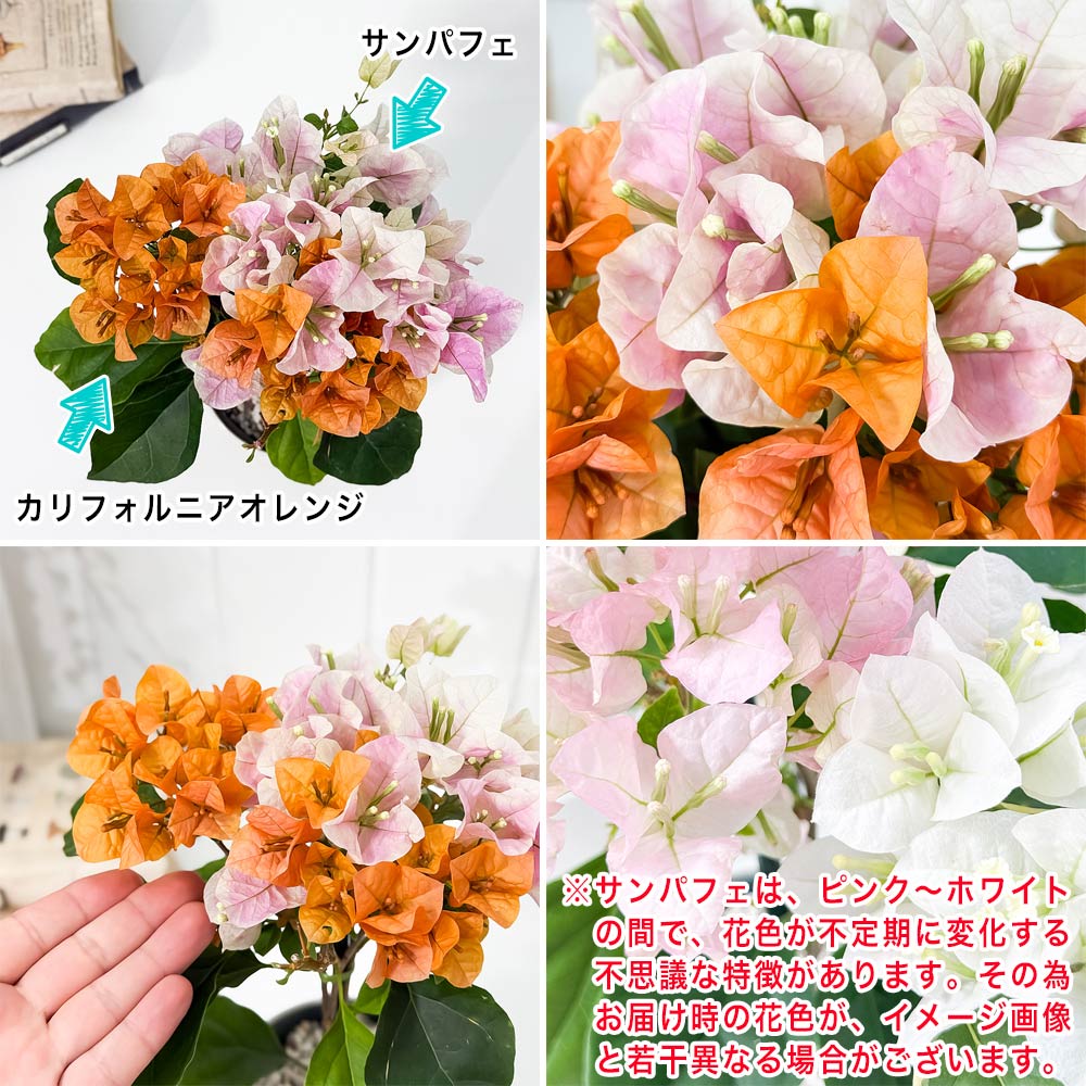 PLANCHU 熱帯花木 ブーゲンビレア オレンジパフェ ブーケ仕立て 4号鉢 受け皿付き 育て方説明書付き PVP Bougainvillea cv. 鉢花 観葉植物